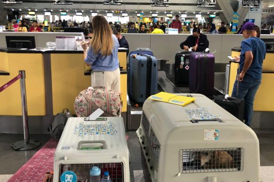 Pet-Friendly-Travel-Experience